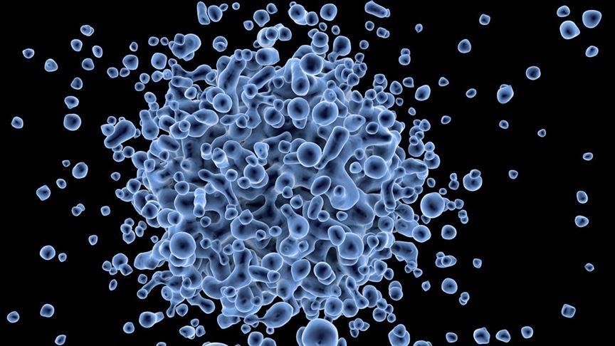 8 dead in Belgium from E. coli outbreak