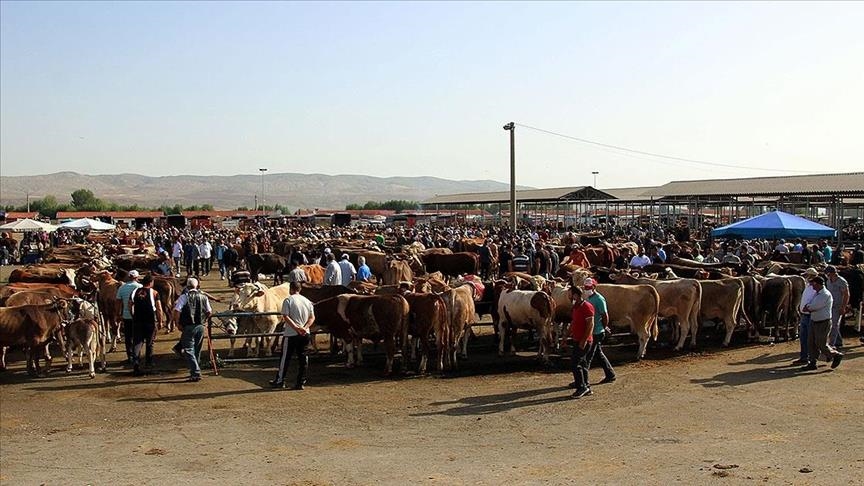 Şap hastalığı nedeniyle kapatılan hayvan pazarlarının açılmasına devam  ediliyor