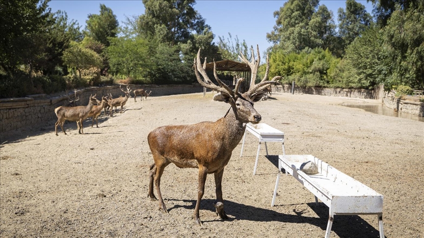İzmir'de fabrika bahçesinde yaralı bulunan kızıl geyik, iyileşerek sürüsüne kavuştu