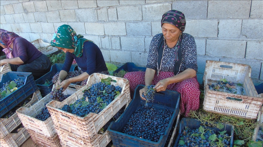 Tiriyê bitescîl ê Gazîentabê dikin mewîj û ji bo zivistanê dihêlin