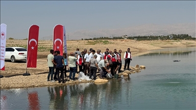 Atatürk Baraj Göleti'ne 1 milyon 75 bin balık yavrusu bırakıldı