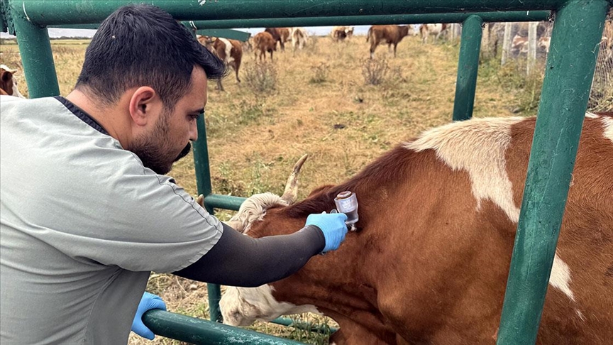 Ardahan'da 367 bin büyükbaş hayvanın yüzde 70'ine şap aşısı yapıldı