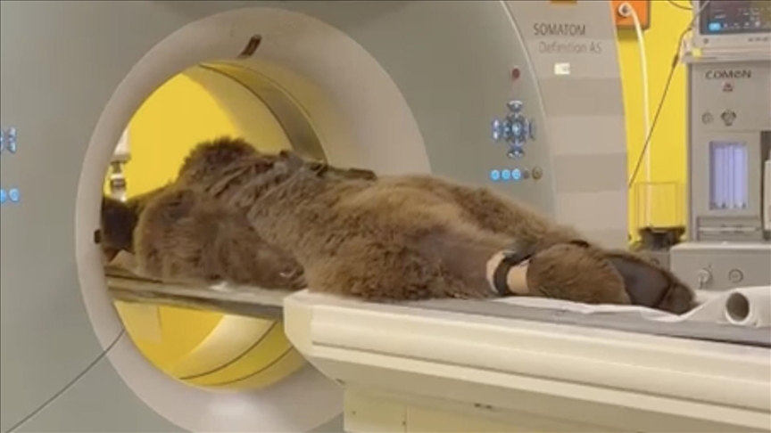 Çekmeköy Hayvan Rehabilitasyon Merkezinde rahatsızlanan ayının tedavisi uluslararası medyaya konu oldu