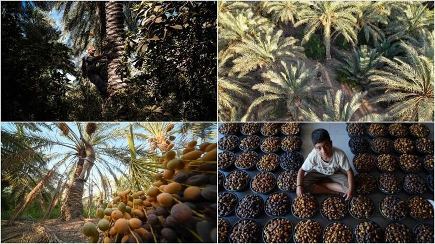 العراق.. بدء جني أصناف التمور وسط موسم وفير