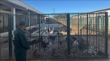 Animal shelter and wildlife sanctuary in Rabat, Morocco opens its doors to stray dogs