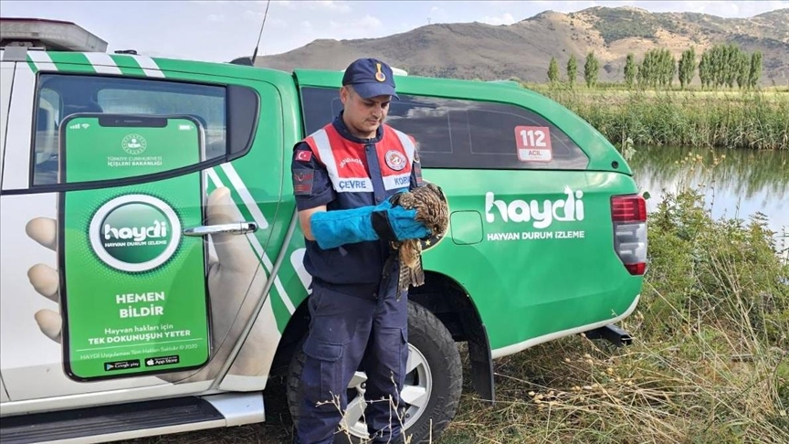 Li Mûşê qertelê birîndar ya ku ekîbên cendirmeyan dît tê dermankirin
