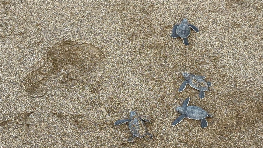 Alanya'da caretta caretta yavrularının denizle buluşma yolculuğu görüntülendi