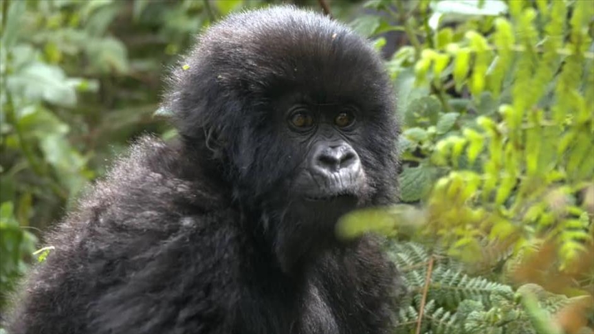 Explainer: Rwanda’s baby gorilla naming ceremony, story behind annual event