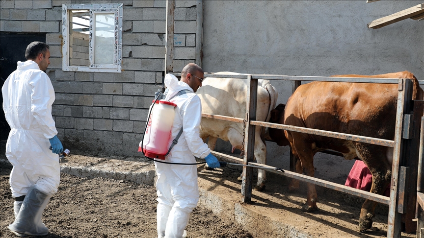 Iğdır'da şap hastalığıyla yapılan etkin mücadele üreticiyi mutlu etti