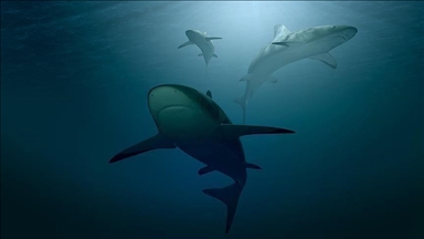 'Large' shark attack kills man in eastern Australia