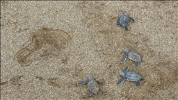 Alanya'da caretta caretta yavrularının denizle buluşma yolculuğu görüntülendi