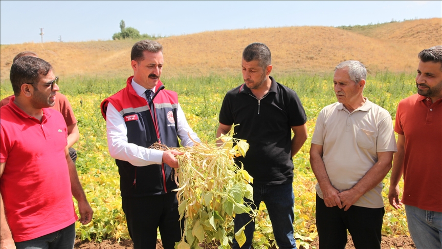 Li Bidlîsê derxistina têrên fasulyeyê hişk dest pê kir