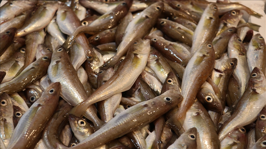 Trabzon'da balıkçı tezgahlarını mezgit ve istavrit süslüyor