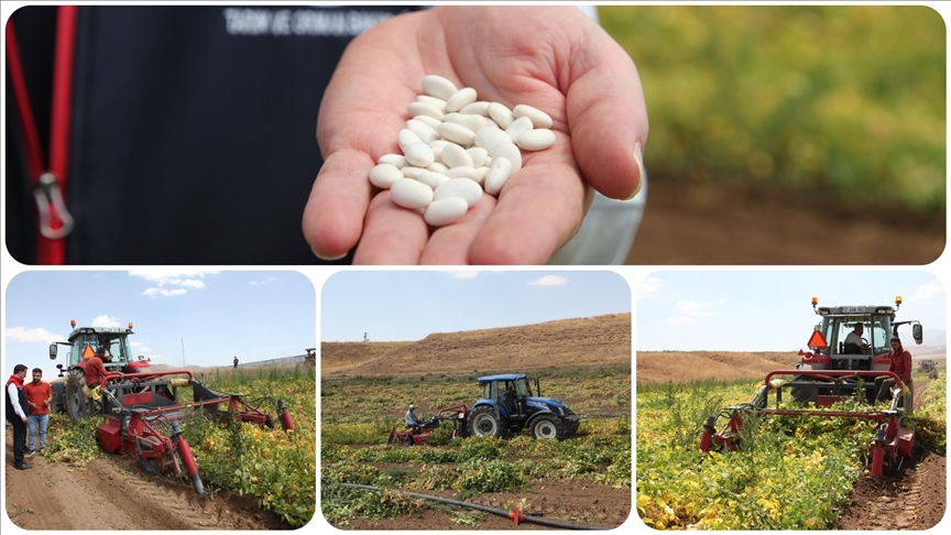 Bitlis'te kuru fasulye hasadına başlandı