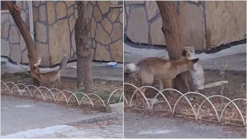 Tilki ile sokak kedisinin arkadaşlığı kameralara yansıdı
