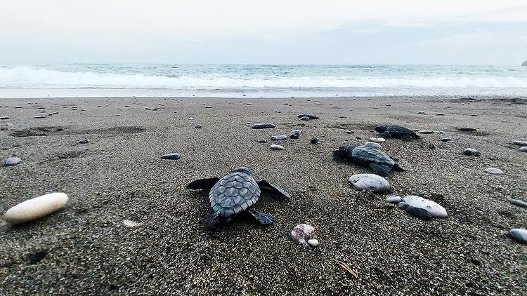 İztuzu sahilinde 30 bin yavru caretta caretta mavi sularla buluştu