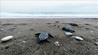 İztuzu sahilinde 30 bin yavru caretta caretta mavi sularla buluştu