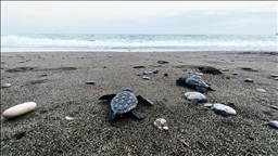 İztuzu sahilinde 30 bin yavru caretta caretta mavi sularla buluştu