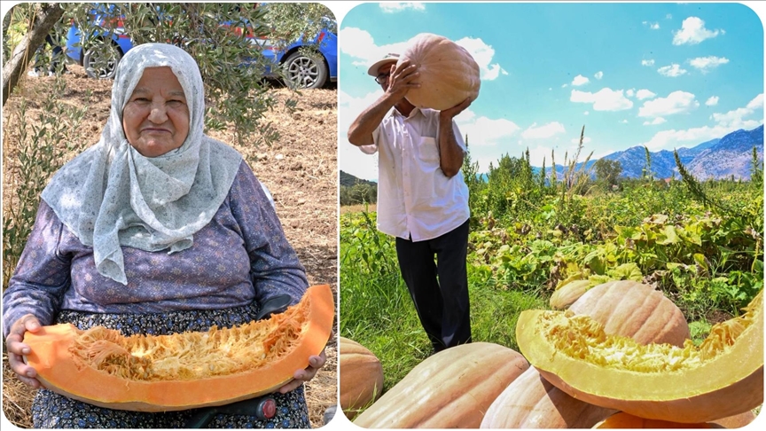 Antalya'da "Tarla Günü" etkinliğinde bal kabağı hasat edildi