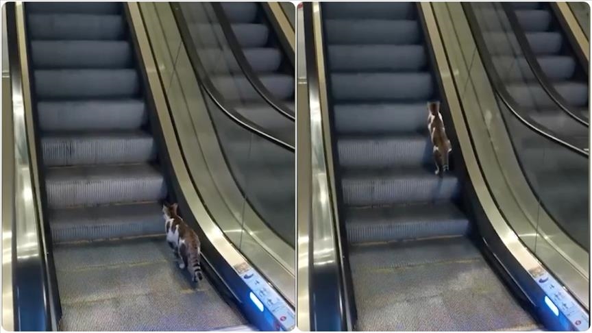 Stamboll, qytetari ndihmon macen që përpiqet të hip në drejtim të kundërt në shkallët lëvizëse në aeroport