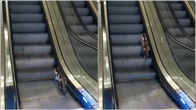Stamboll, qytetari ndihmon macen që përpiqet të hip në drejtim të kundërt në shkallët lëvizëse në aeroport