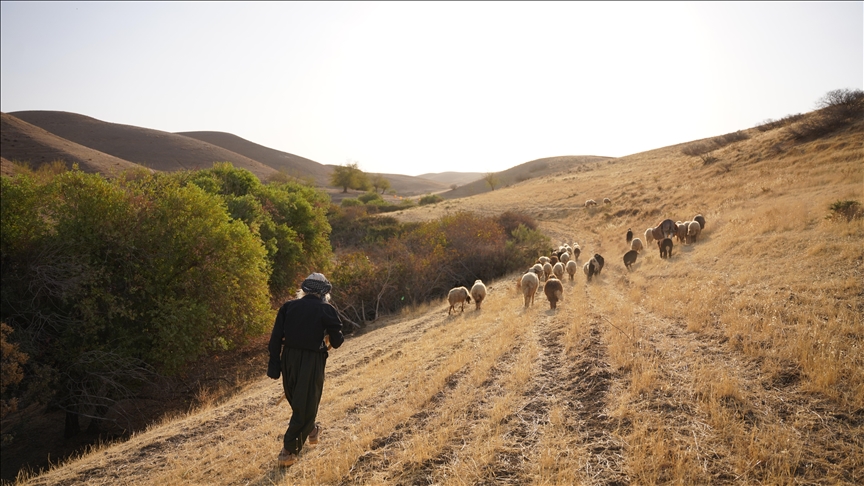 Kerküklü Derviş hem çobanlık yapıyor hem çocuklara Kur’an-ı Kerim öğretiyor