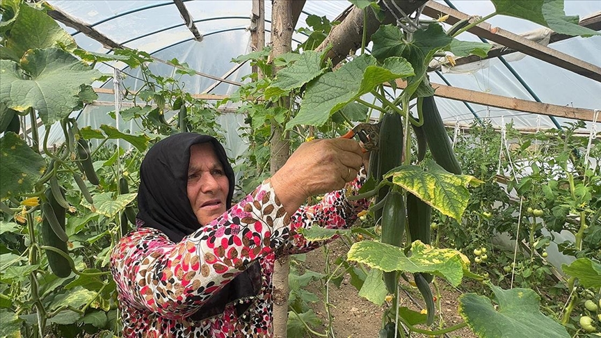 Ev hanımı devlet desteğiyle kurduğu serada üretim yapıyor