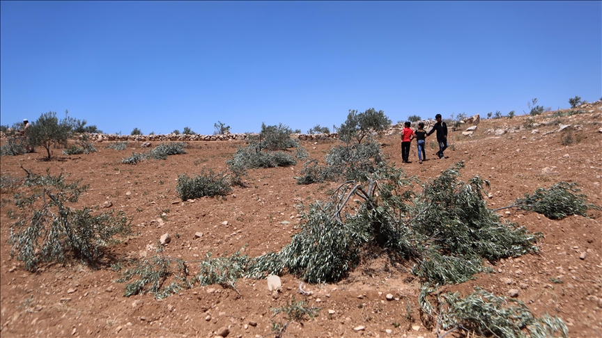 Israeli army steps up West Bank raids, arrests several Palestinians, uproots olive groves