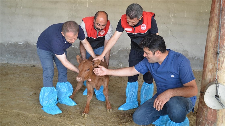 Muş'ta büyükbaş hayvan sayısı devlet desteğiyle artıyor