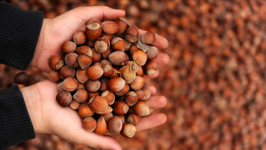 Türkiye fındık ihracatından 8 ayda 1 milyar 466 milyon dolar gelir sağladı