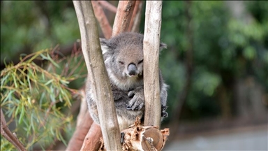 Australia approves 1st chlamydia vaccine for koalas