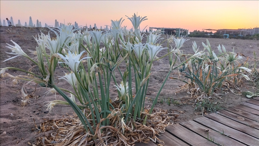 Antalya'da kum zambakları sahilleri süslüyor