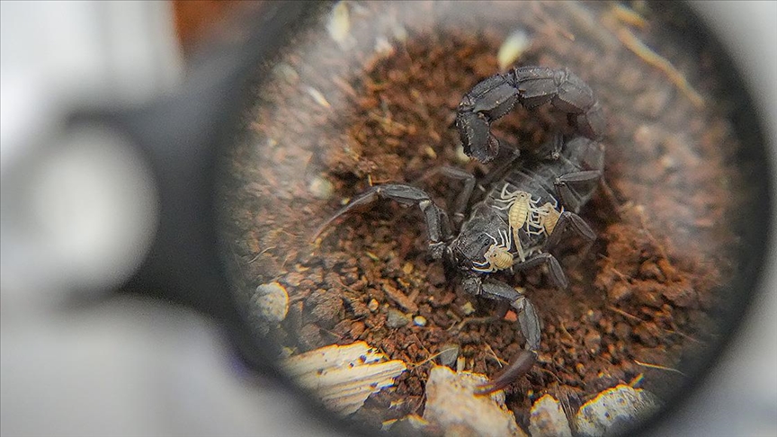 Kurduğu tesiste yetiştirdiği 3 bin akrepten zehir elde ediyor