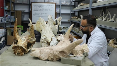 7.7M-year-old elephant skulls unearthed in central Türkiye