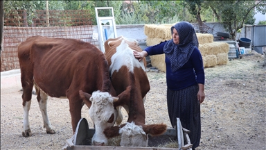 Yozgatlı kadın devletin hibe desteğiyle yeniden hayvancılığa başladı