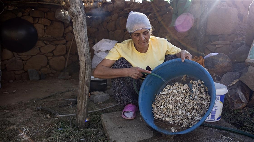 Köylülerin kengerden ürettiği sakızın kilogramı 5 bin liradan alıcı buluyor