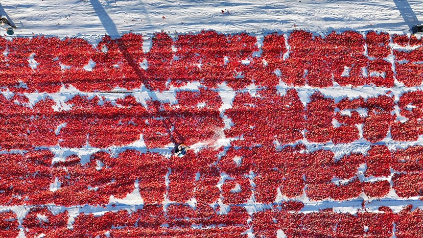 Erciyes eteklerindeki devasa araziler domates kırmızısıyla renklendi