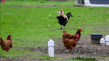 South Korea records 1st case of highly pathogenic avian influenza this year
