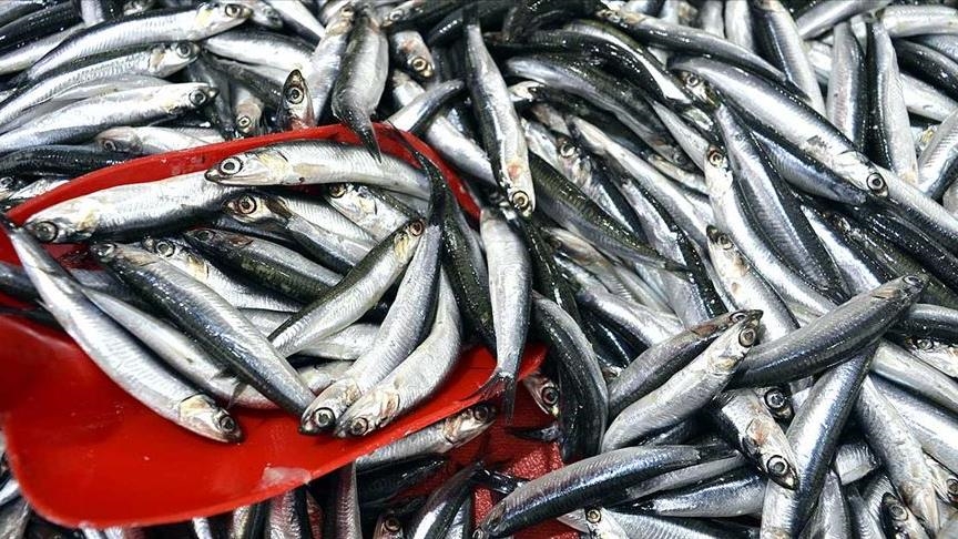 Türkiye hamsi ihracatından 8 ayda 9,9 milyon dolar kazandı