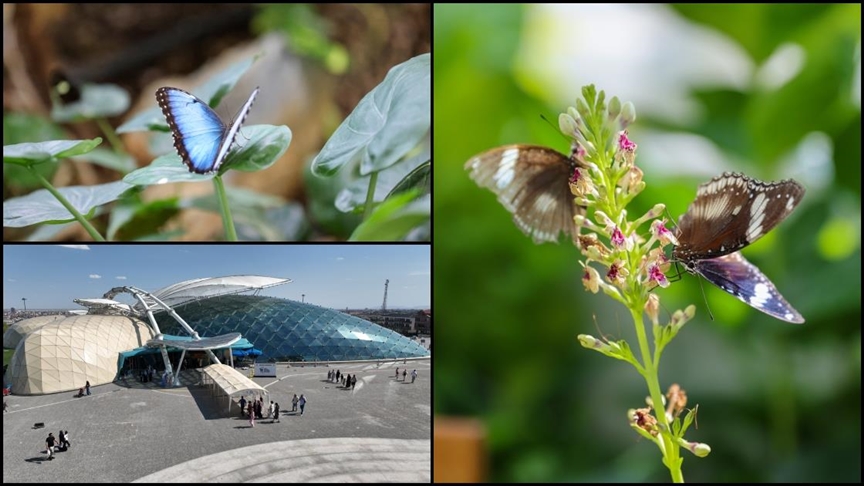 Konya Tropikal Kelebek Bahçesi yaz döneminde 272 bin ziyaretçiyi ağırladı