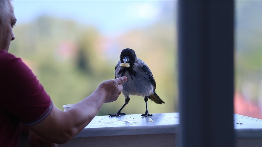 Fındık ikram ettiği kargayla dostluk kurdu