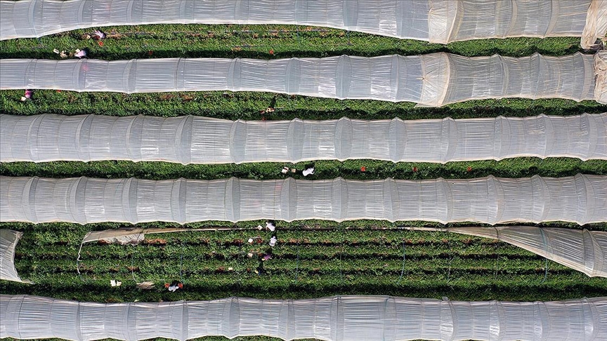 Bitkisel üretimde 2025-2027'de yapılacak yeni desteklemelerin detayları belli oldu