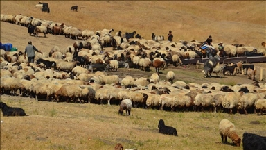 گەڕانەوەی ڕەوەندەکانی مووش لە کوێستانەکانی پارێزگاکە