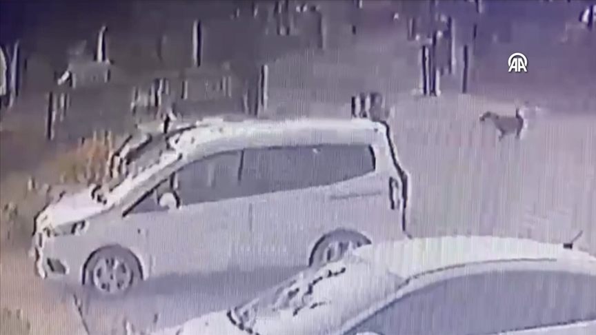 Adana'da sahipsiz köpeklerin çocuğu kovalaması güvenlik kamerasında