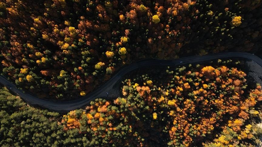 Ancient forest with up to 6,000-year-old trees discovered in Netherlands