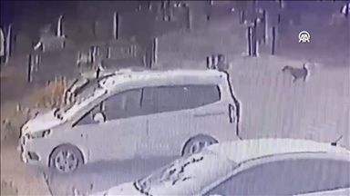 Adana'da sahipsiz köpeklerin çocuğu kovalaması güvenlik kamerasında