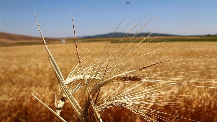 Tarım ve Orman Bakanlığı bitkisel üretimde gelecek yıl verilecek destekleri derledi