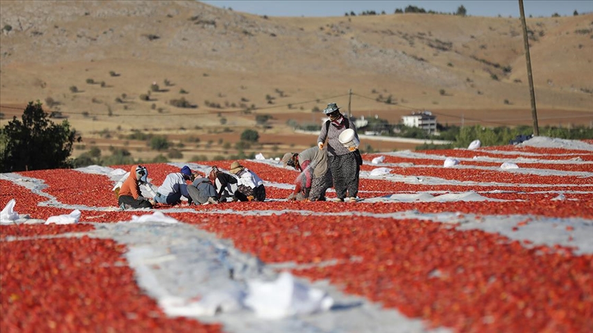 Elazığ'dan ihraç edilen kurutulmuş domates dünya sofralarına lezzet katıyor