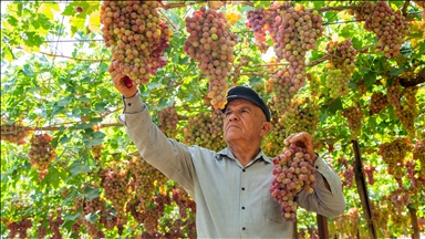 جووتیارێکی دھۆک بە تەنیا ساڵانە ٣٠ تۆن ترێ بەرھەم دەھێنێت