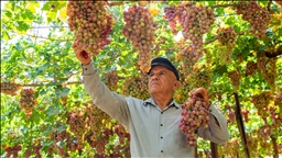 جووتیارێکی دھۆک بە تەنیا ساڵانە ٣٠ تۆن ترێ بەرھەم دەھێنێت